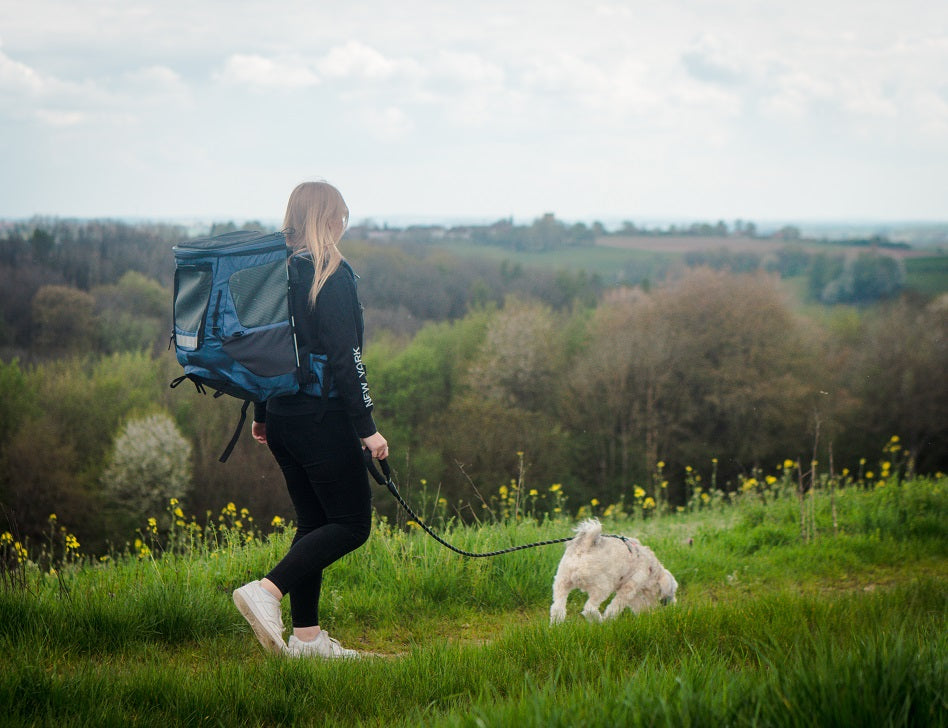 Wie lange sollte ein kleiner Hund spazieren gehen?