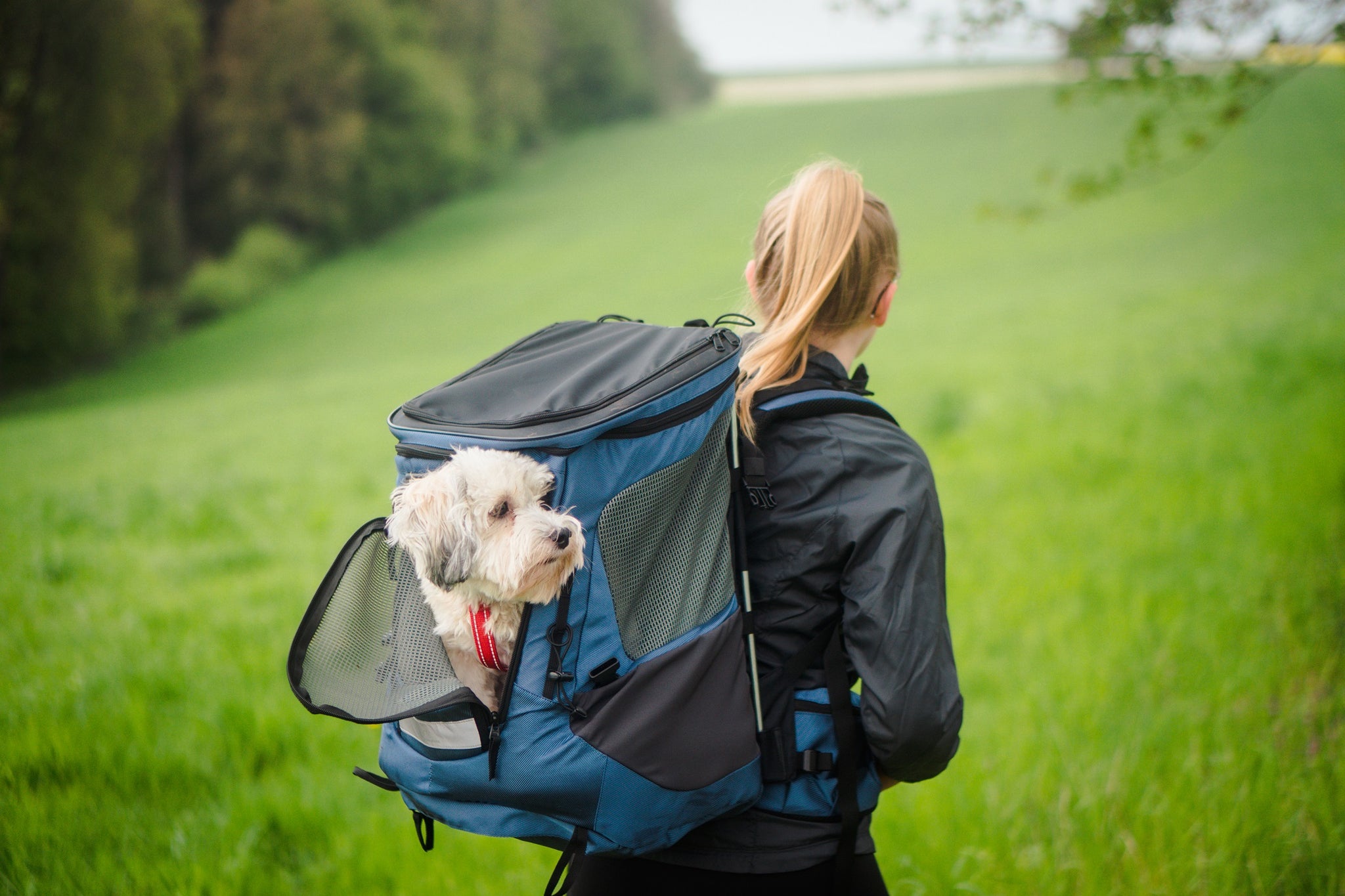 Wanderpfote Hunderucksack und Hunde Equipment für Outdoor Begeisterter Hauptbild