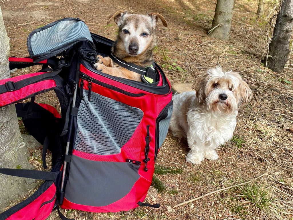Die Vorteile von Hunderucksäcken für Outdoor-Abenteuer mit dem Hund